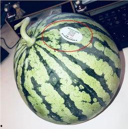 山东潍坊网红吃瓜,一场舌尖上的美食盛宴  第1张